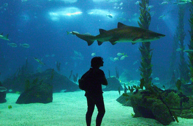 Oceanário de Lisboa