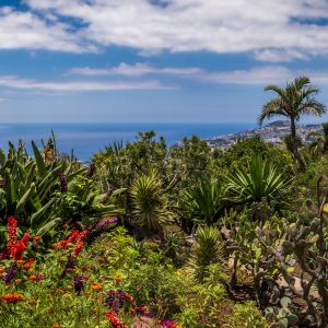 Funchal Madeira Mooie tuin