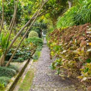 Funchal Madeira Wandelen