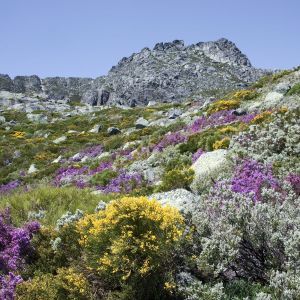 Serra da Estrela bloemen