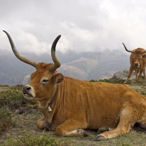 Geres Portugal natuur