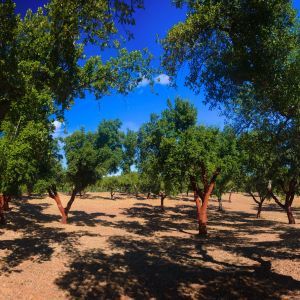 Alentejo Rondreizen kurkbomen