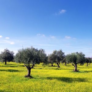 Alentejo Rondreizen velden