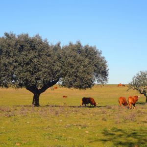 Alentejo Rondreizen