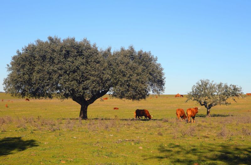 Alentejo Rondreizen