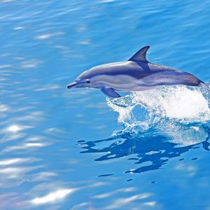 Dolfijnen zien tijdens het surfen
